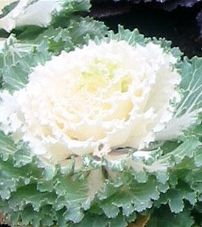 Cabbage Osaka White